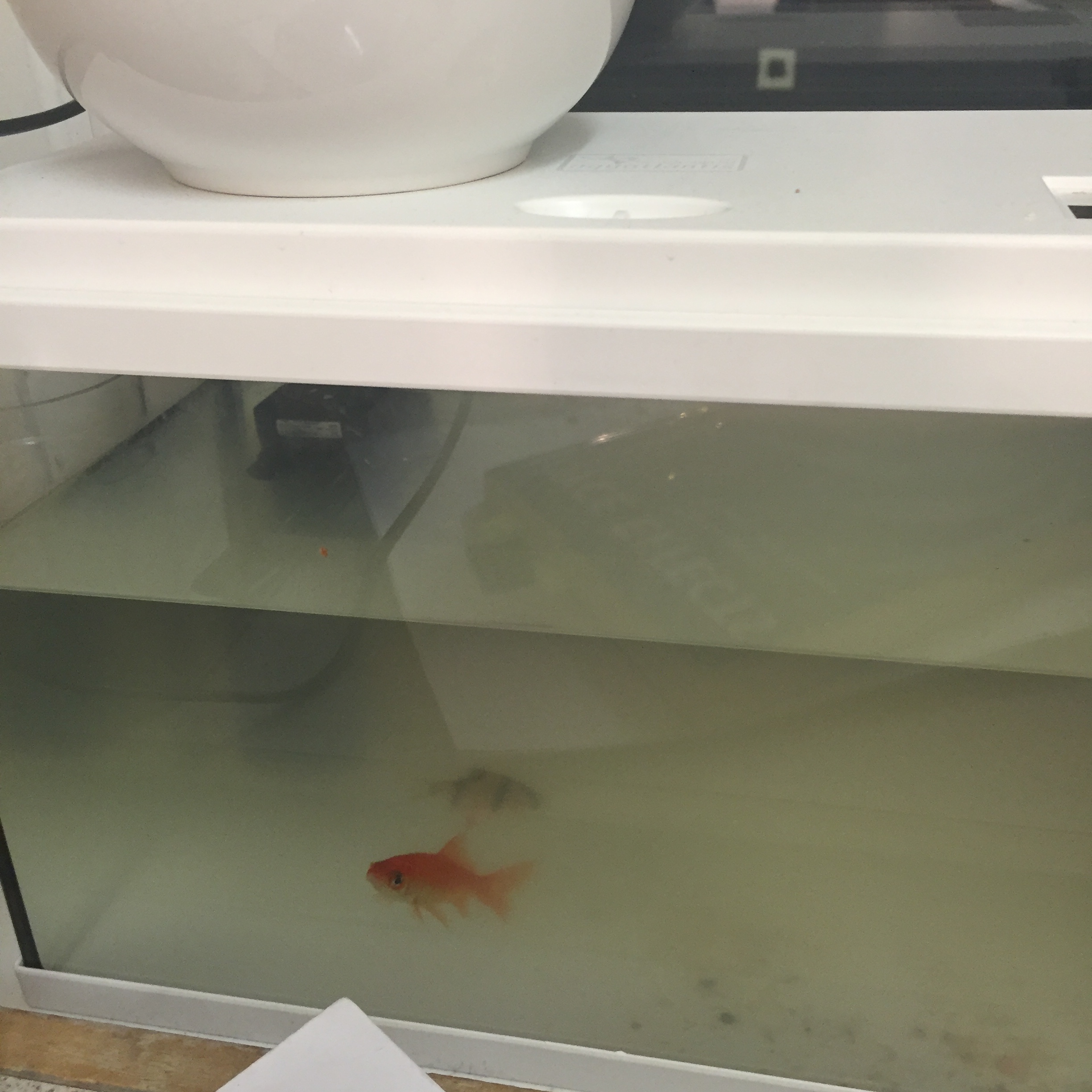 meet Penelope and Carlos