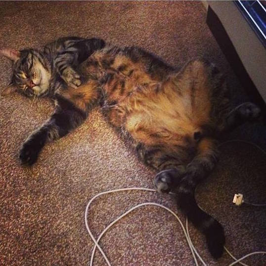 cat2
