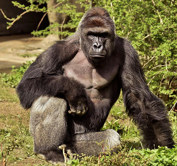harambe