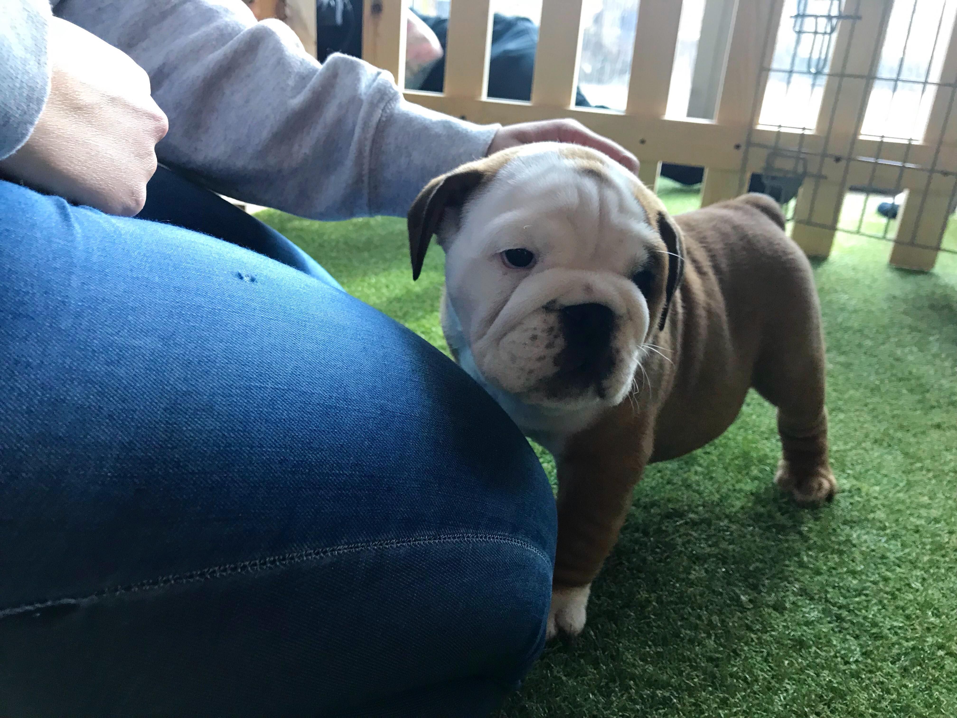 Image may contain: Pet, Mammal, Dog, Canine, Bulldog, Animal