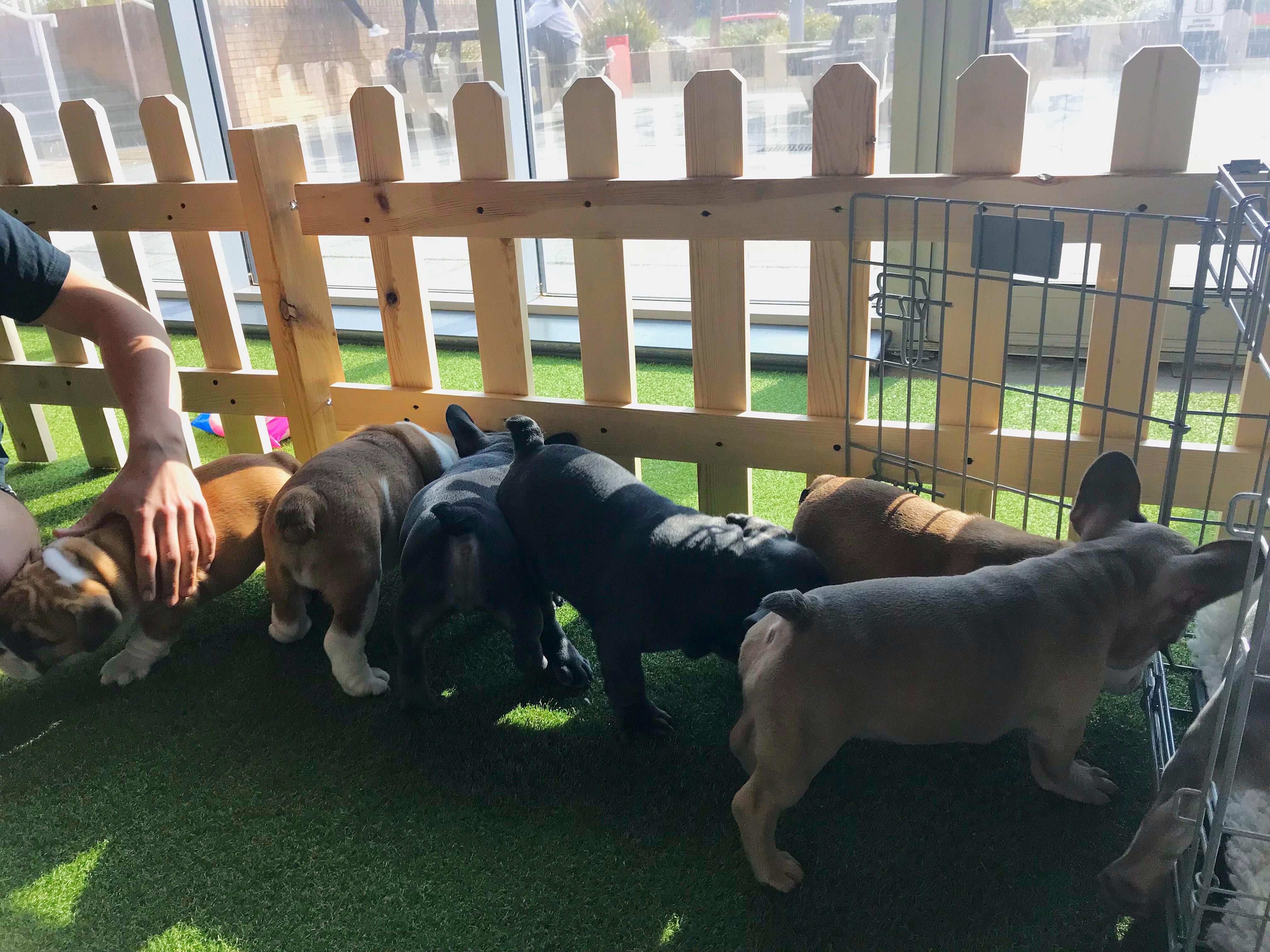 Image may contain: Pug, Binoculars, Pet, Mammal, French Bulldog, Dog, Canine, Bulldog, Animal