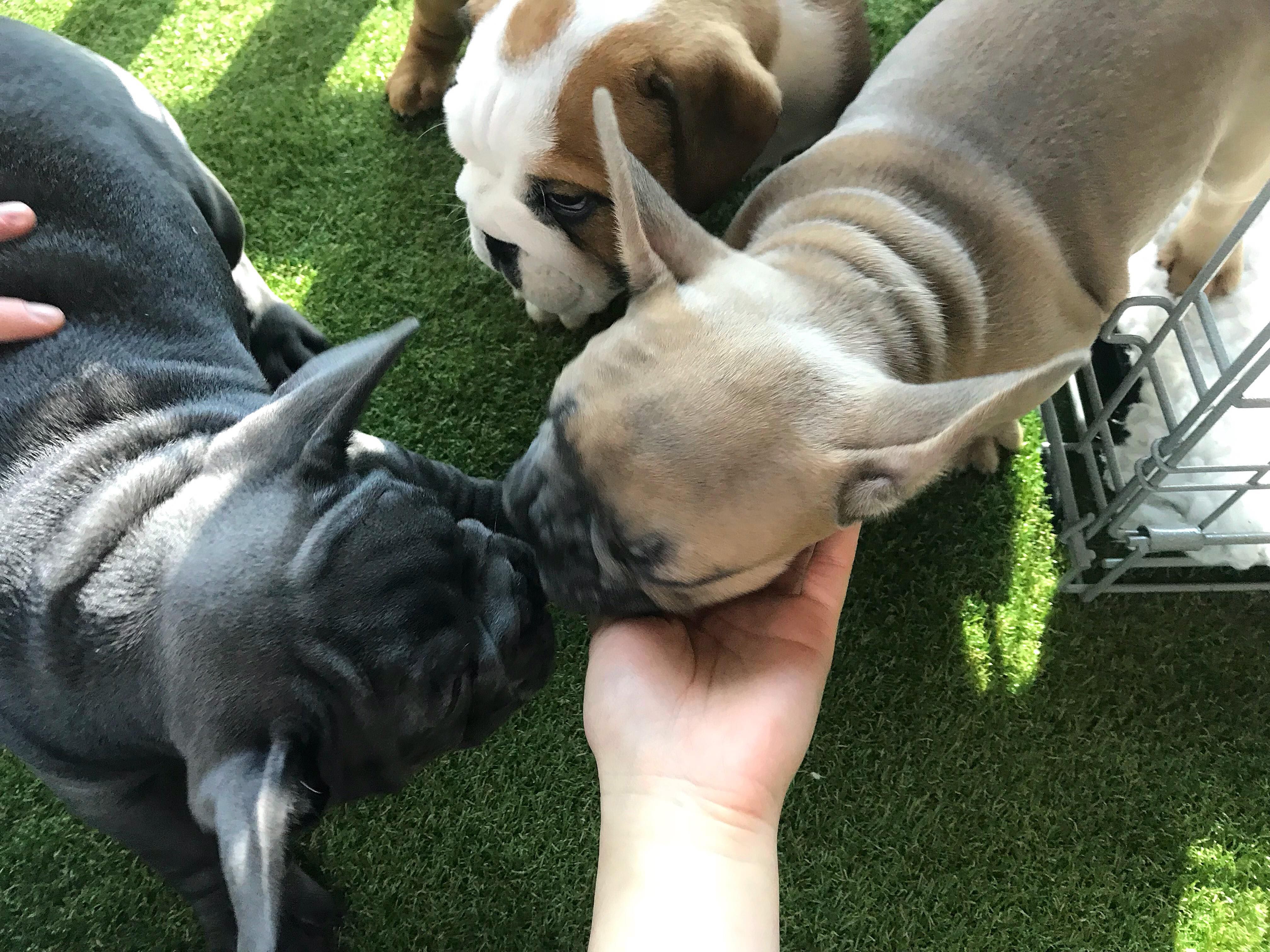 Image may contain: Pug, French Bulldog, Pet, Mammal, Dog, Canine, Bulldog, Animal