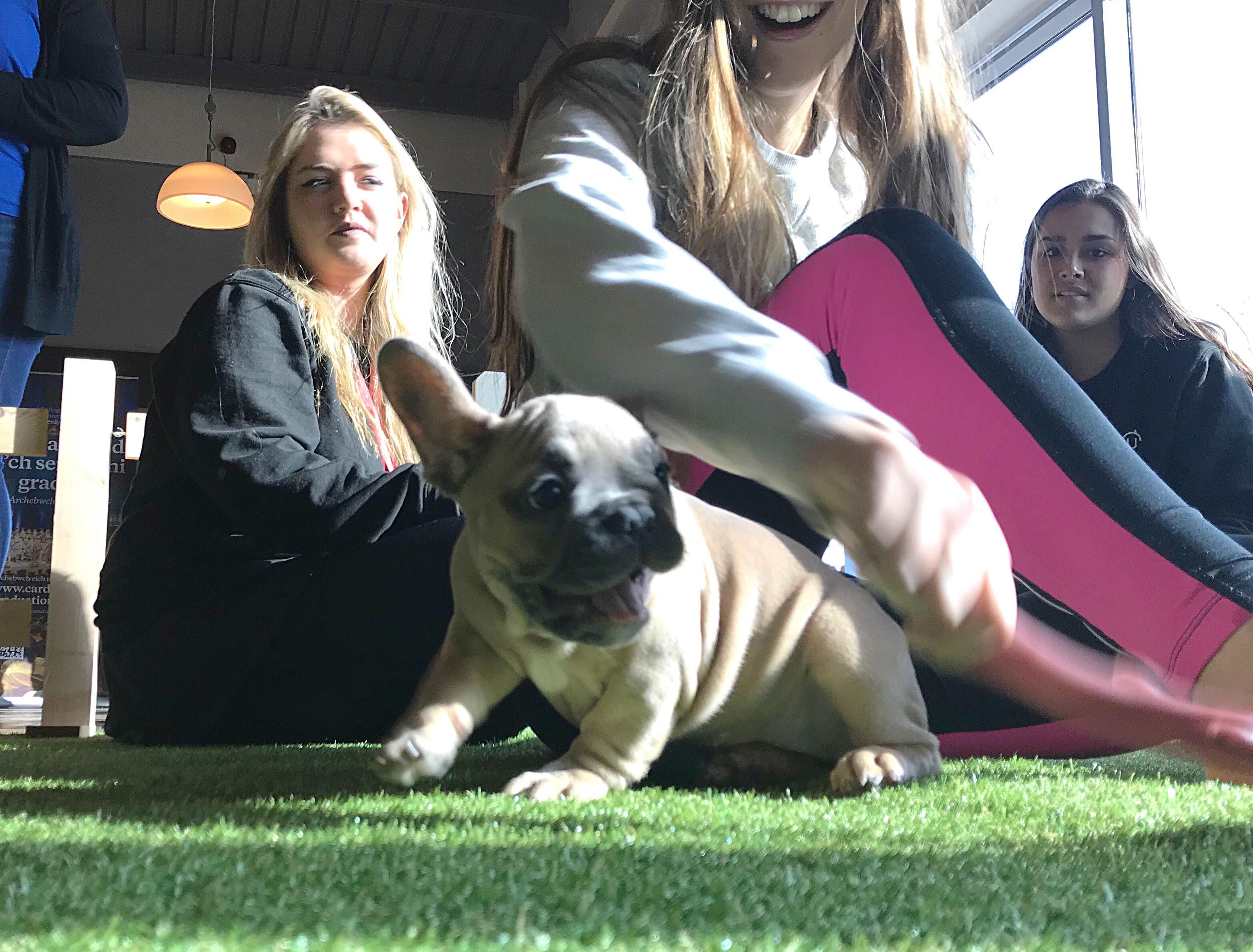 Image may contain: Pug, Smile, Portrait, Face, Pet, Mammal, French Bulldog, Dog, Canine, Bulldog, Animal, Person, People, Human
