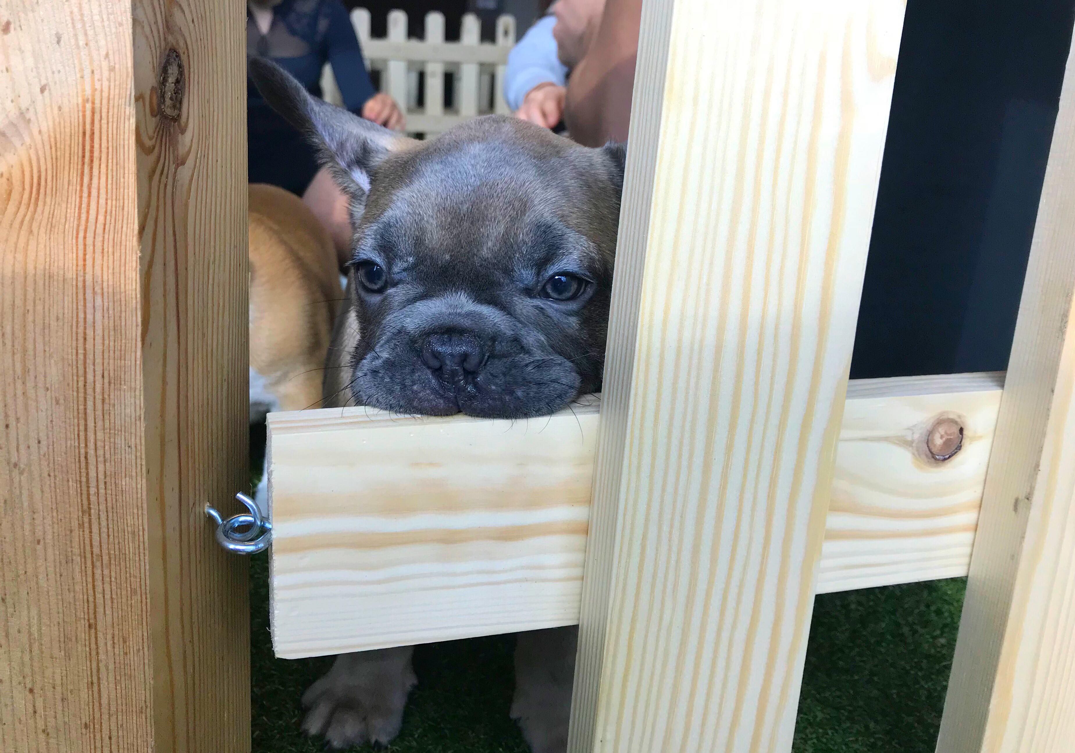 Image may contain: Wood, Plywood, Pet, Mammal, French Bulldog, Dog, Canine, Bulldog, Animal
