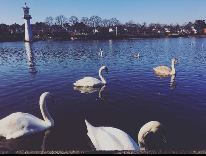 Image may contain: Tower, Outdoors, Waterfowl, Building, Architecture, Swan, Bird, Animal