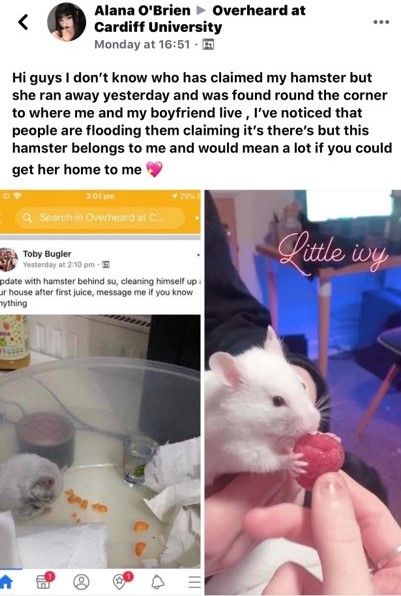 Image may contain: Brochure, Paper, Flyer, Hamster, Poster, Advertisement, Rat, Rodent, Mammal, Pet, Animal, Person, Human