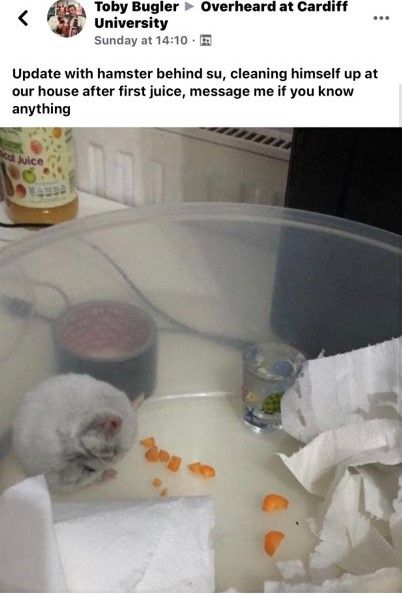 Image may contain: Cat, Bathtub, Tub, Pet, Animal, Mammal