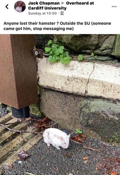 Image may contain: Mammal, Rodent, Rat, Animal, Rock