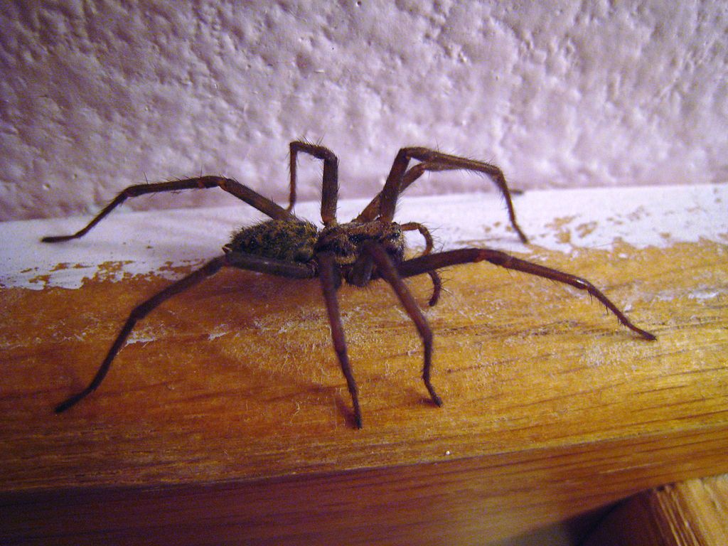 Spiders the size of mice could be heading our way