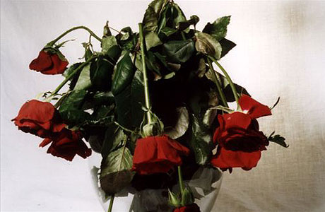 wilted_red_roses