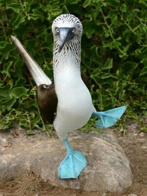 DUCKTWEET