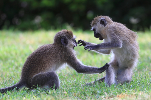 Tempers flared as alcohol flowed