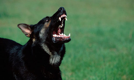 Beware of the dog