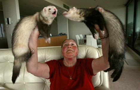 ferrets