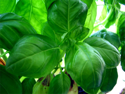 You could even pesto that shit.