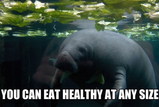 calming manatee