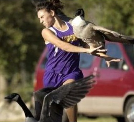goose