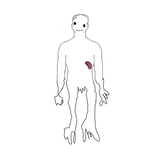 spleen