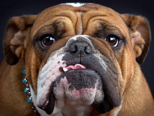 Artist's impression of the average Bulldog member's 'pulling' expression