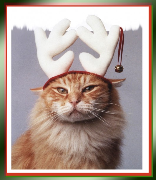cat in antlers