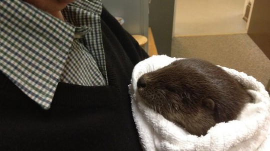 Not something you see otter time!