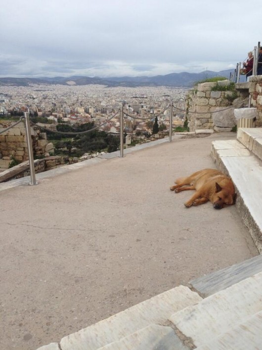dog