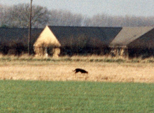 Still running wild? This bi g cat was spotted near Girton in 1998