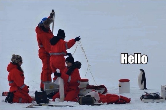 penguin