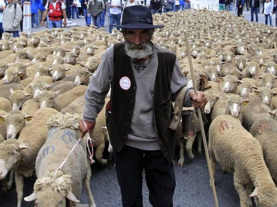 Artist re-enactment of a sheep farmer kidnapping situation