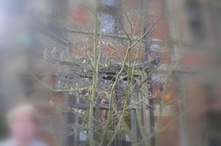 Tree 1 (2)