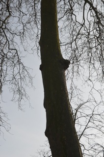 Tree 5