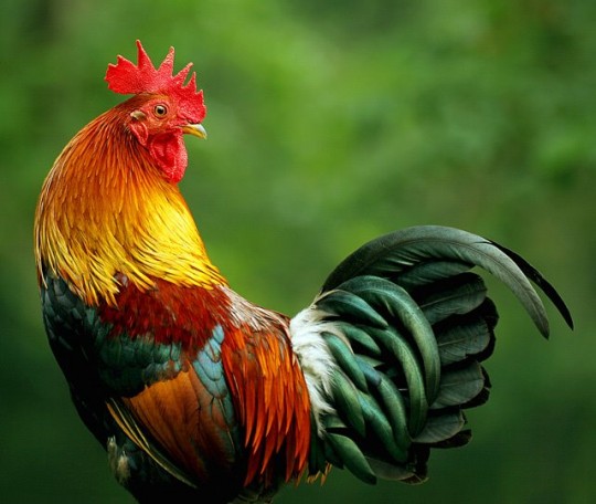 Nice cock