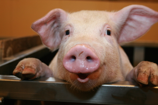 pig-