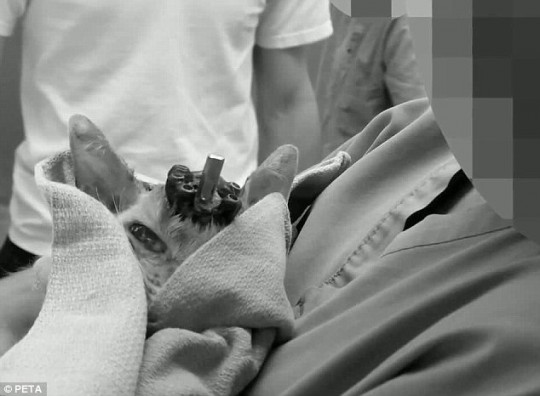 A cat, with a screw in its head, pops its head up. Credit: Mail Online