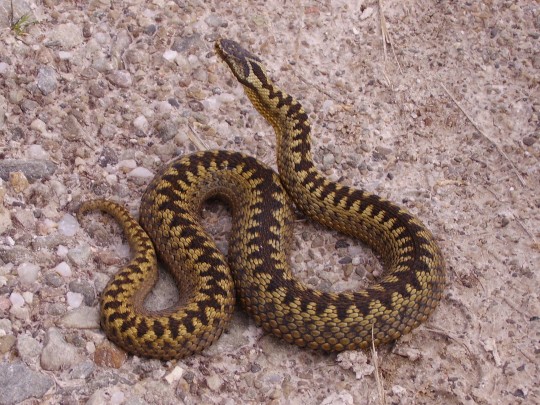 Slithering to supervisions