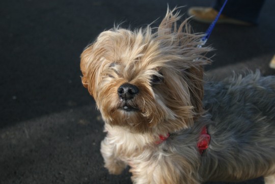 "Some people think I'm crazy because of my hair, but actually I quite like shitting on my owner's carpet."