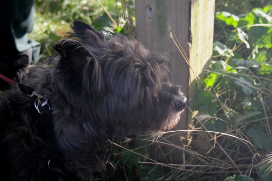 "When I was younger I wanted to be a sheepdog. Now I think I should be an astronaut. They still send dogs into space right?"