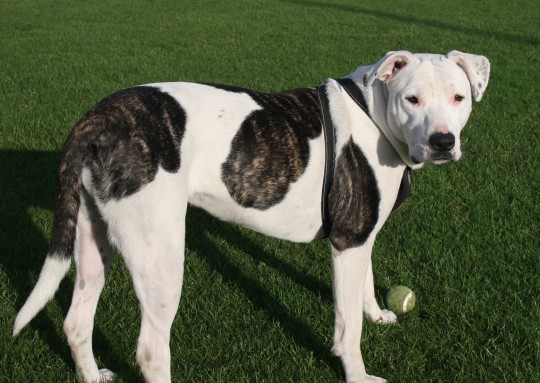 "I play a lot of sport. I like to keep fit see. Ball is probably my favourite, but my owner often doesn't have the time"