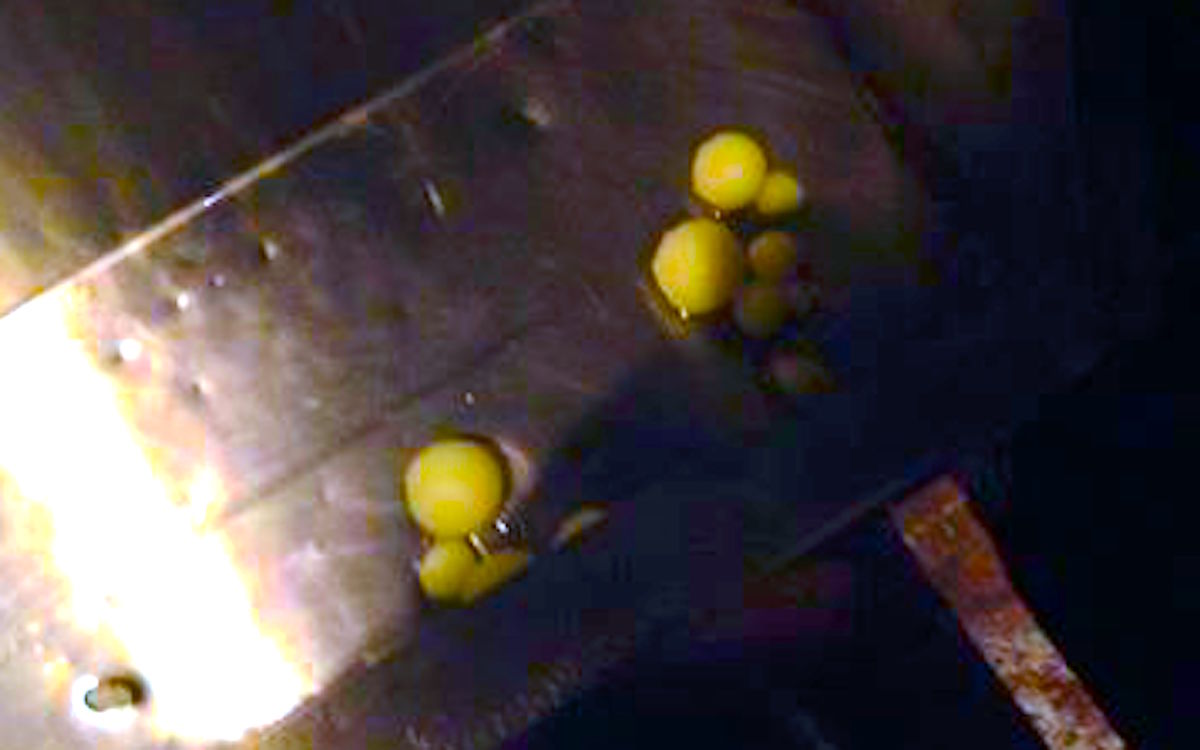 10804988_835435413144750_2087764163_n
