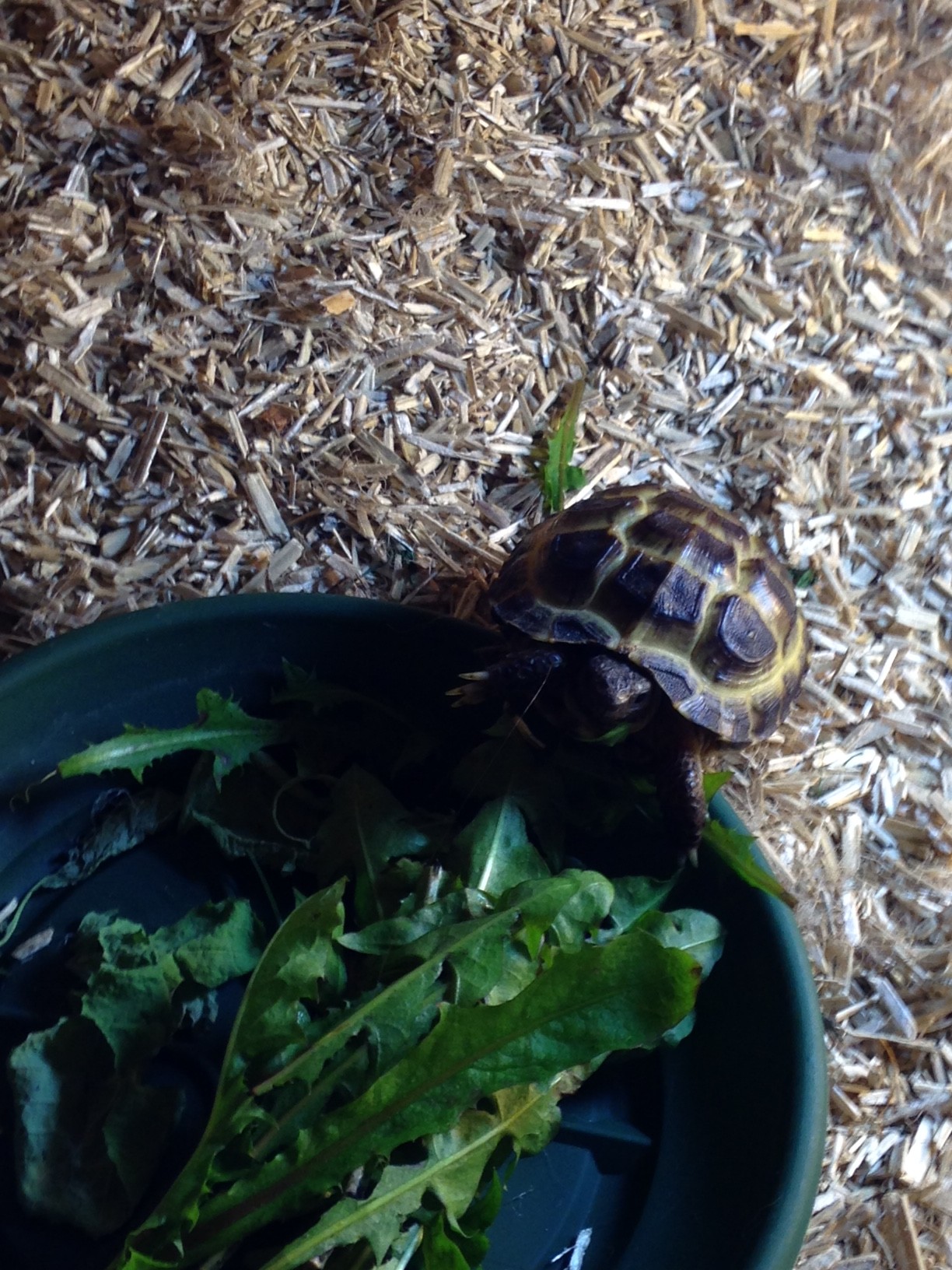 Definitely not a prohibited tortoise