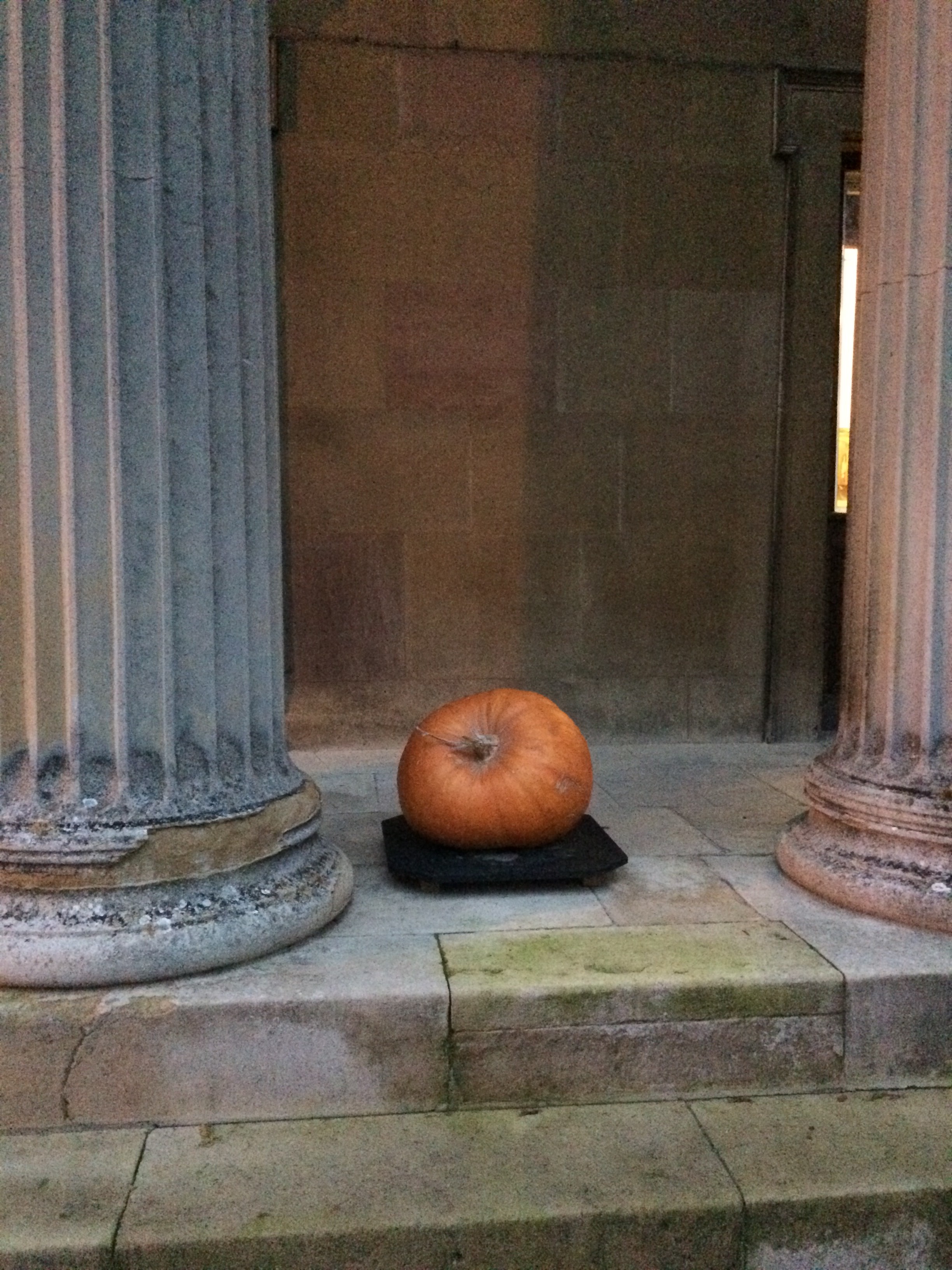 Just pumpkin around