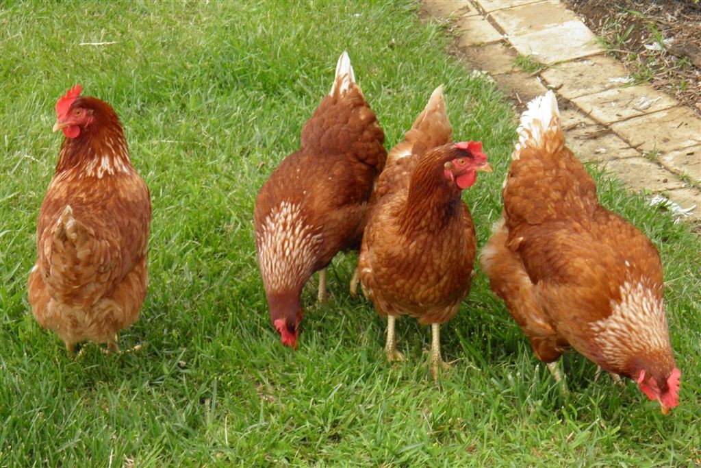It's healthy for the chickens