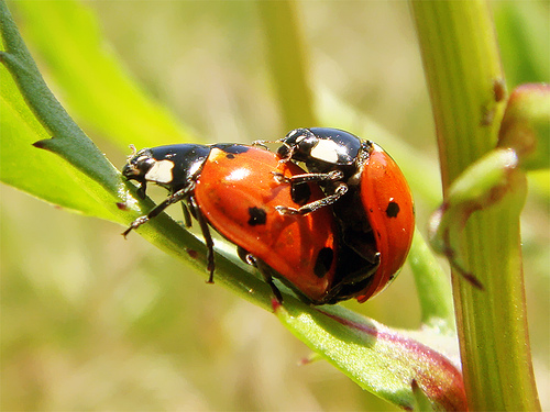 Rapidly reproducing ladybirds