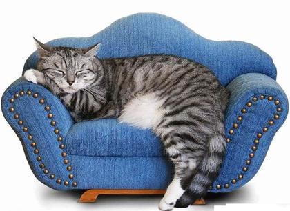 (the cat represents you)