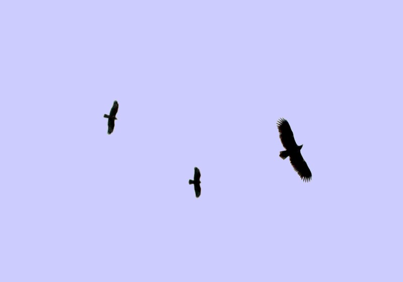 White-tailed_Eagle_with_2_Buzzards