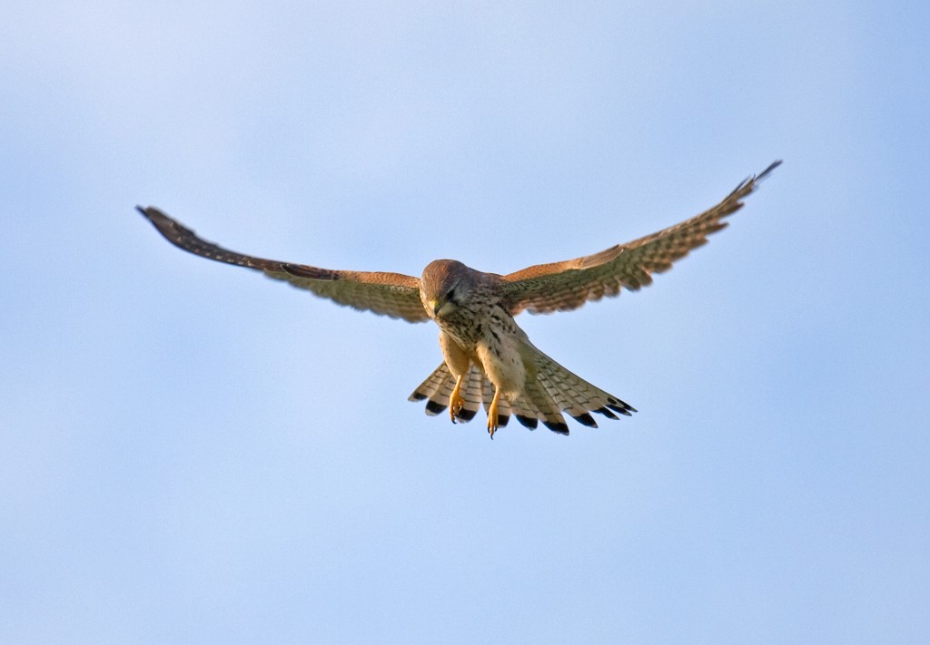 windhover