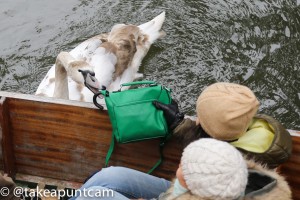 Pickpockets and swans. They're all the same.