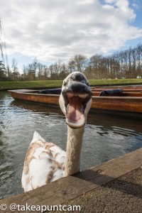 Vicious Asbaby swan attacks punters