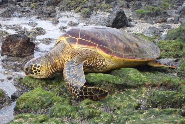 Green_Sea_Turtle_Dec_05