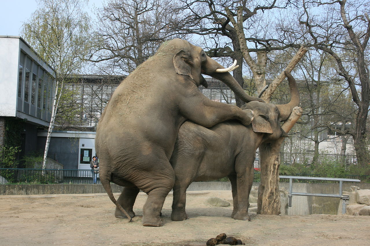 Nellie has a lot of junk in her trunk